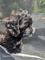Hazel, a female Cockapoo for sale in Chewelah, WA – 2 of 4