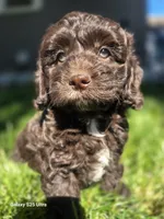 Copper, a male Cockapoo for sale in Chewelah, WA – 1 of 2