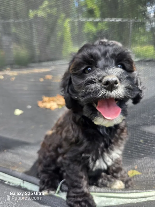 Hazel – Cockapoo puppy for sale in Chewelah, WA