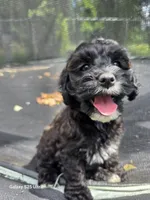 Hazel, a female Cockapoo for sale in Chewelah, WA – 1 of 4