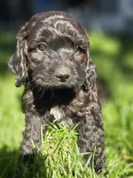 Max, a male Cockapoo for sale in Chewelah, WA – 2 of 6