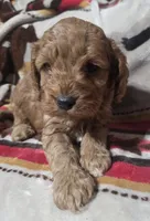 Copper, a male Cockapoo for sale in Chewelah, WA – Photo 1 of 3