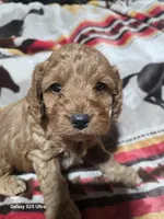 Copper, a male Cockapoo for sale in Chewelah, WA – Photo 3 of 3