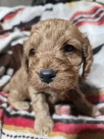 Copper, a male Cockapoo for sale in Chewelah, WA – Photo 2 of 3