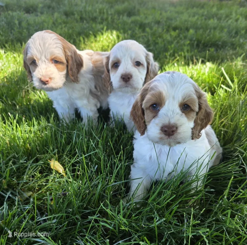 Poppy – Cockapoo puppy for sale in Chewelah, WA