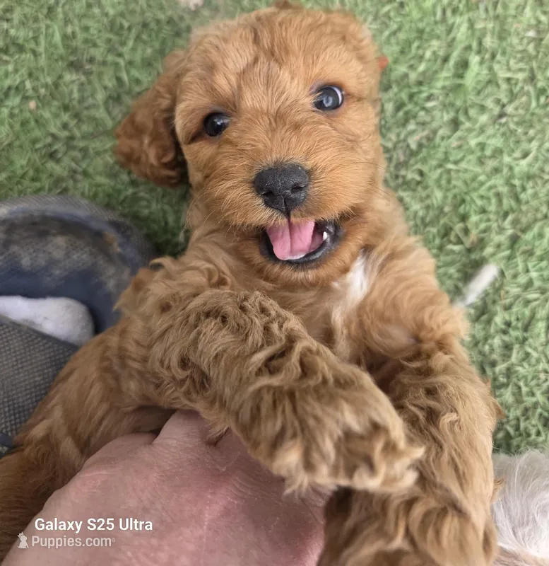 Cider – Cockapoo puppy for sale in Chewelah, WA