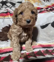 Cider, a male Cockapoo for sale in Chewelah, WA – Photo 1 of 2