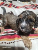 Max, a male Cockapoo for sale in Chewelah, WA – Photo 3 of 3