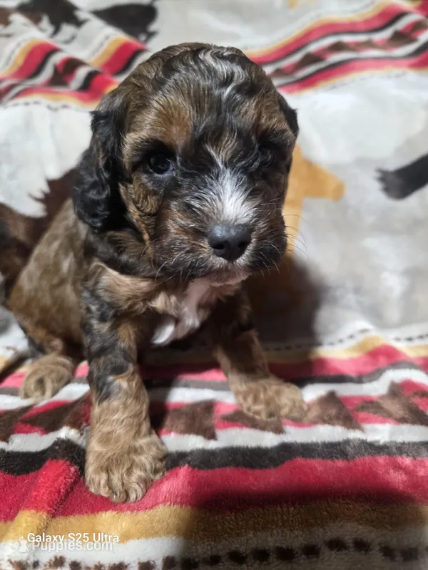 Max – Cockapoo puppy for sale in Chewelah, WA