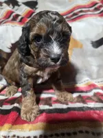 Max, a male Cockapoo for sale in Chewelah, WA – Photo 1 of 3
