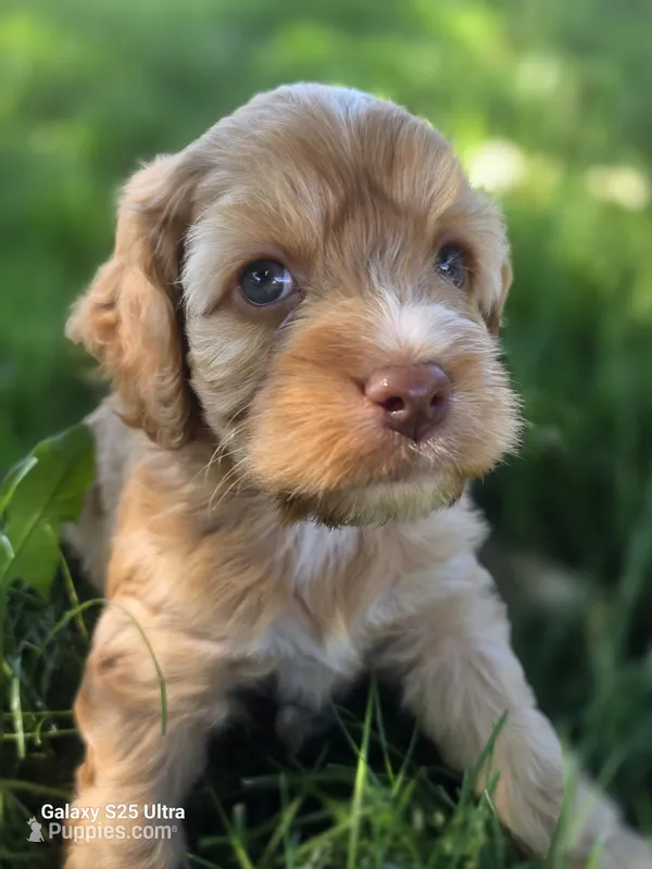 Cider – Cockapoo puppy for sale in Chewelah, WA