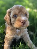 Cider, a male Cockapoo for sale in Chewelah, WA – 1 of 3