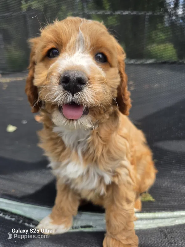 Winnie – Cockapoo puppy for sale in Chewelah, WA
