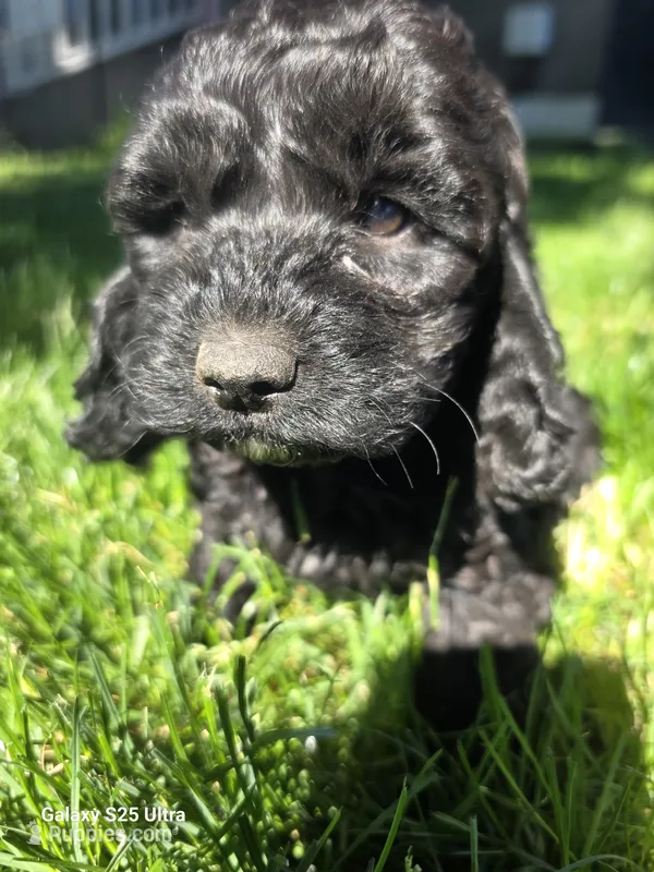 Jelly bean – Cockapoo puppy for sale in Chewelah, WA