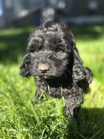 Jelly bean, a female Cockapoo for sale in Chewelah, WA – 3 of 3