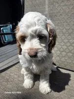 Ruby, a female Cockapoo for sale in Chewelah, WA – 2 of 5