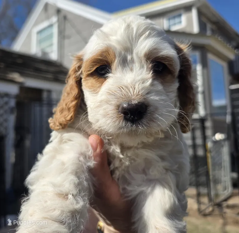 Poppy – Cockapoo puppy for sale in Chewelah, WA