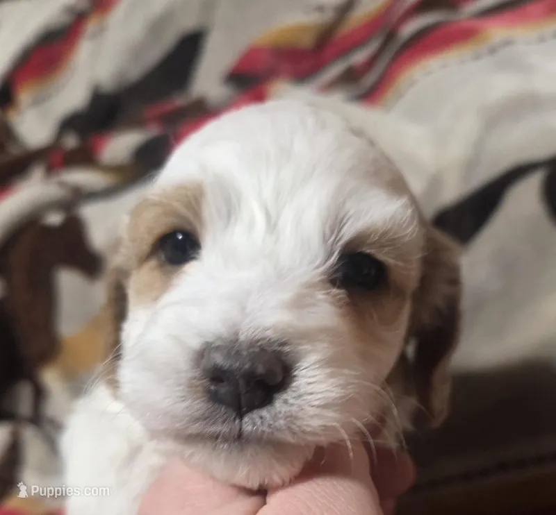 Poppy – Cockapoo puppy for sale in Chewelah, WA