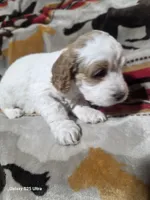 Poppy, a female Cockapoo for sale in Chewelah, WA – Photo 4 of 4