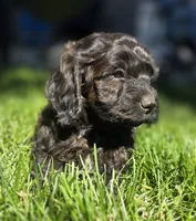 Max, a male Cockapoo for sale in Chewelah, WA – 3 of 6
