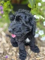 Daisy, a female Cockapoo for sale in Chewelah, WA – 3 of 3