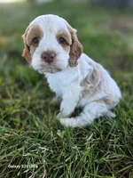 Poppy, a female Cockapoo for sale in Chewelah, WA – 4 of 4