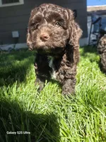 Copper, a male Cockapoo for sale in Chewelah, WA – 2 of 2