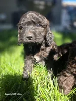 Max, a male Cockapoo for sale in Chewelah, WA – 6 of 6