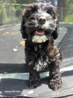 Hazel, a female Cockapoo for sale in Chewelah, WA – 4 of 4