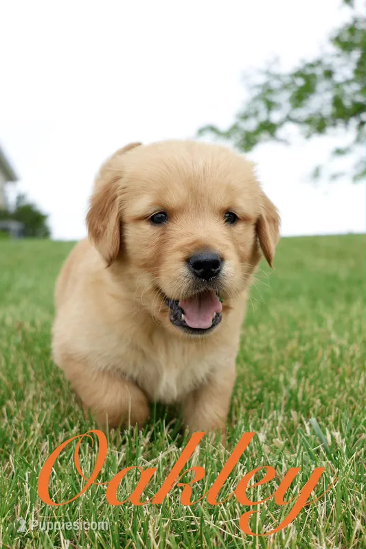 Oakley – Golden Retriever puppy for sale in Wellman, IA