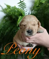 Peony, a female Golden Retriever for sale in Wellman, IA – 2 of 4