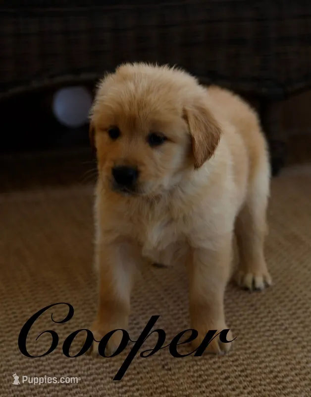 Cooper – Golden Retriever puppy for sale in Wellman, IA