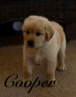 Cooper, a male Golden Retriever for sale in Wellman, IA – 2 of 5