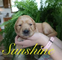 Sunshine, a female Golden Retriever for sale in Wellman, IA – 2 of 4