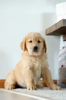 Peony, a female Golden Retriever for sale in Wellman, IA – 2 of 4