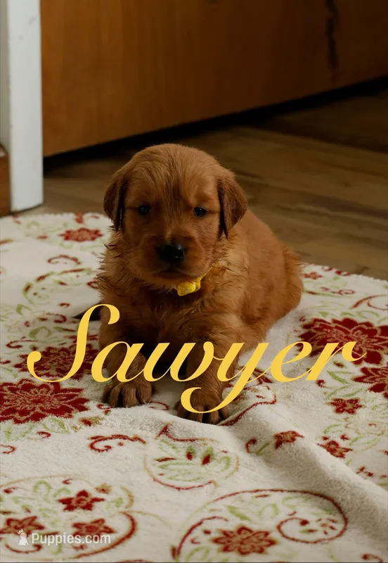 Sawyer – Golden Retriever puppy for sale in Wellman, IA