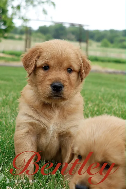 Bentley – Golden Retriever puppy for sale in Wellman, IA