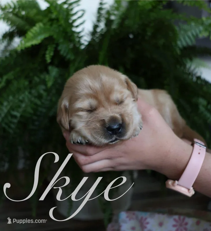 Skye – Golden Retriever puppy for sale in Wellman, IA