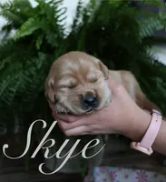 Skye, a female Golden Retriever for sale in Wellman, IA – 1 of 4