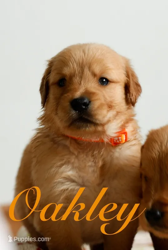 Oakley – Golden Retriever puppy for sale in Wellman, IA
