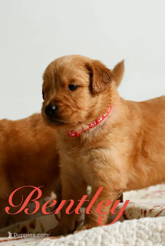 Bentley – Golden Retriever puppy for sale in Wellman, IA