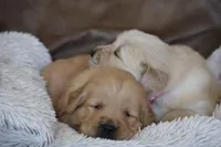 Rosie!, a female Golden Retriever for sale in Wellman, IA – Photo 2 of 4