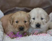 Rosie!, a female Golden Retriever for sale in Wellman, IA – Photo 4 of 4