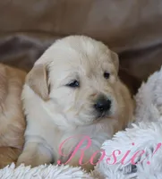 Rosie!, a female Golden Retriever for sale in Wellman, IA – Photo 1 of 4