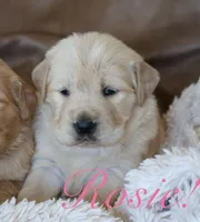 Rosie!, a female Golden Retriever for sale in Wellman, IA – Photo 3 of 4