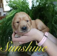 Sunshine, a female Golden Retriever for sale in Wellman, IA – 1 of 4