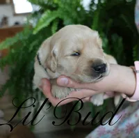 Lil'Bud, a male Golden Retriever for sale in Wellman, IA – 2 of 4