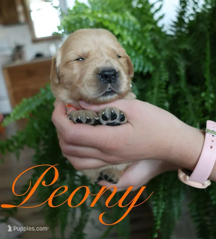 Peony – Golden Retriever puppy for sale in Wellman, IA