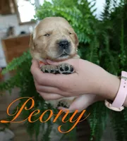 Peony, a female Golden Retriever for sale in Wellman, IA – 1 of 4