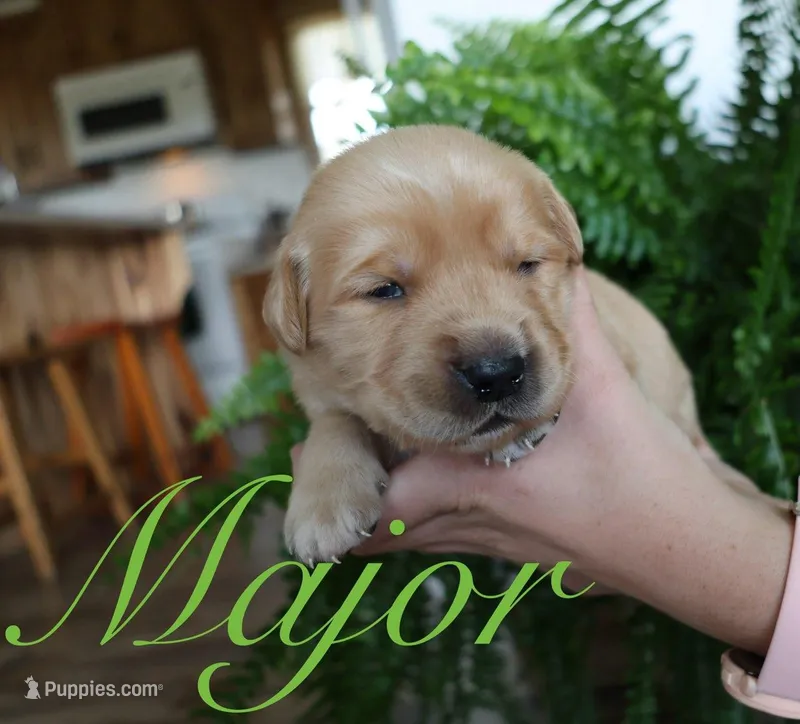 Major – Golden Retriever puppy for sale in Wellman, IA
